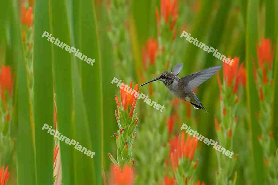 Hummingbird
